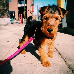 Monty: little dog, big city